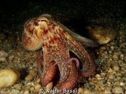 octopus by Walter Bassi 